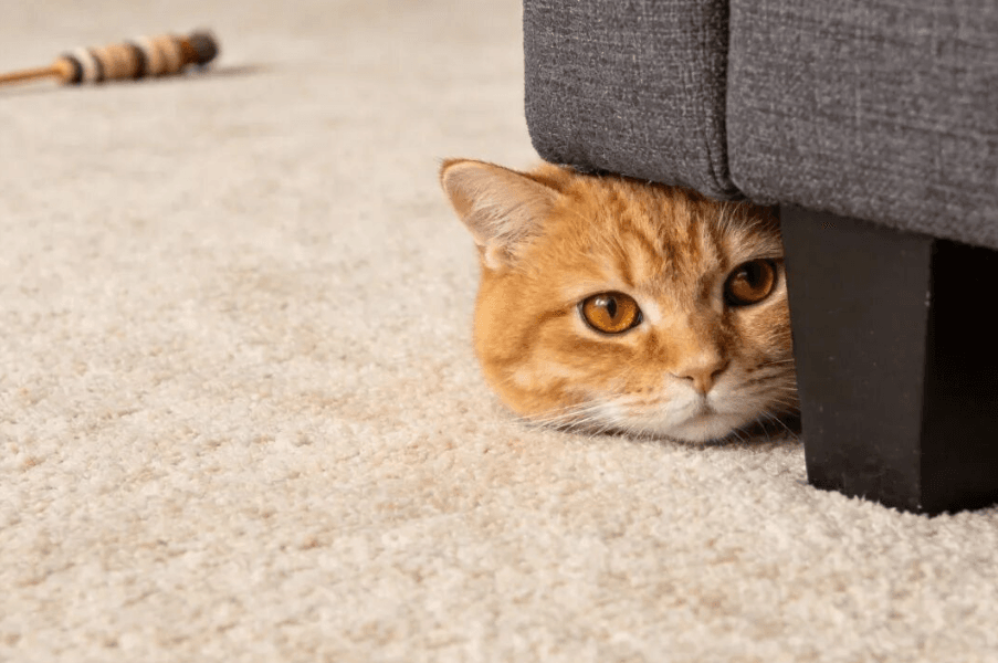 Watch for These 10 Behaviors in Your Cat: A Must-Read Guide for New Cat Owners